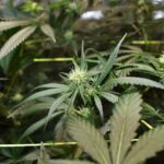 Gorilla Glue