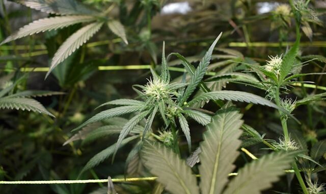 Gorilla Glue