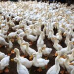 canard