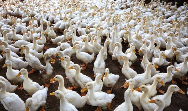 canard