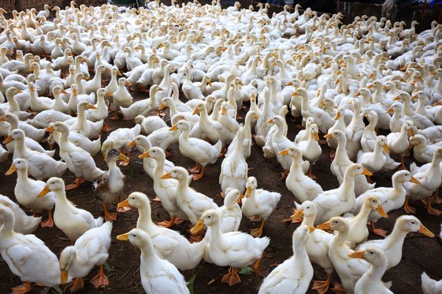 canard