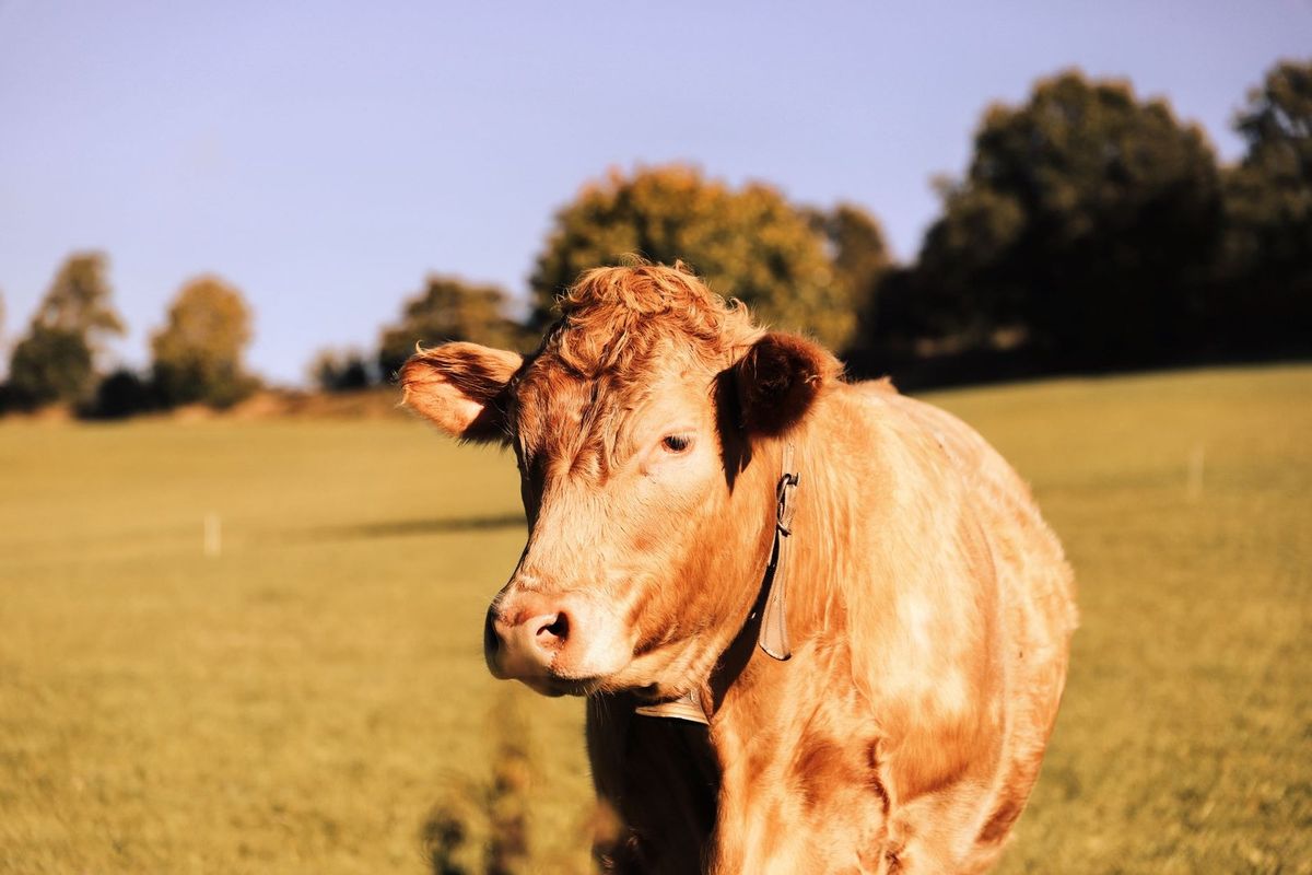 Vache brune sur un pâturage avec des arbres et un ciel sans nuages